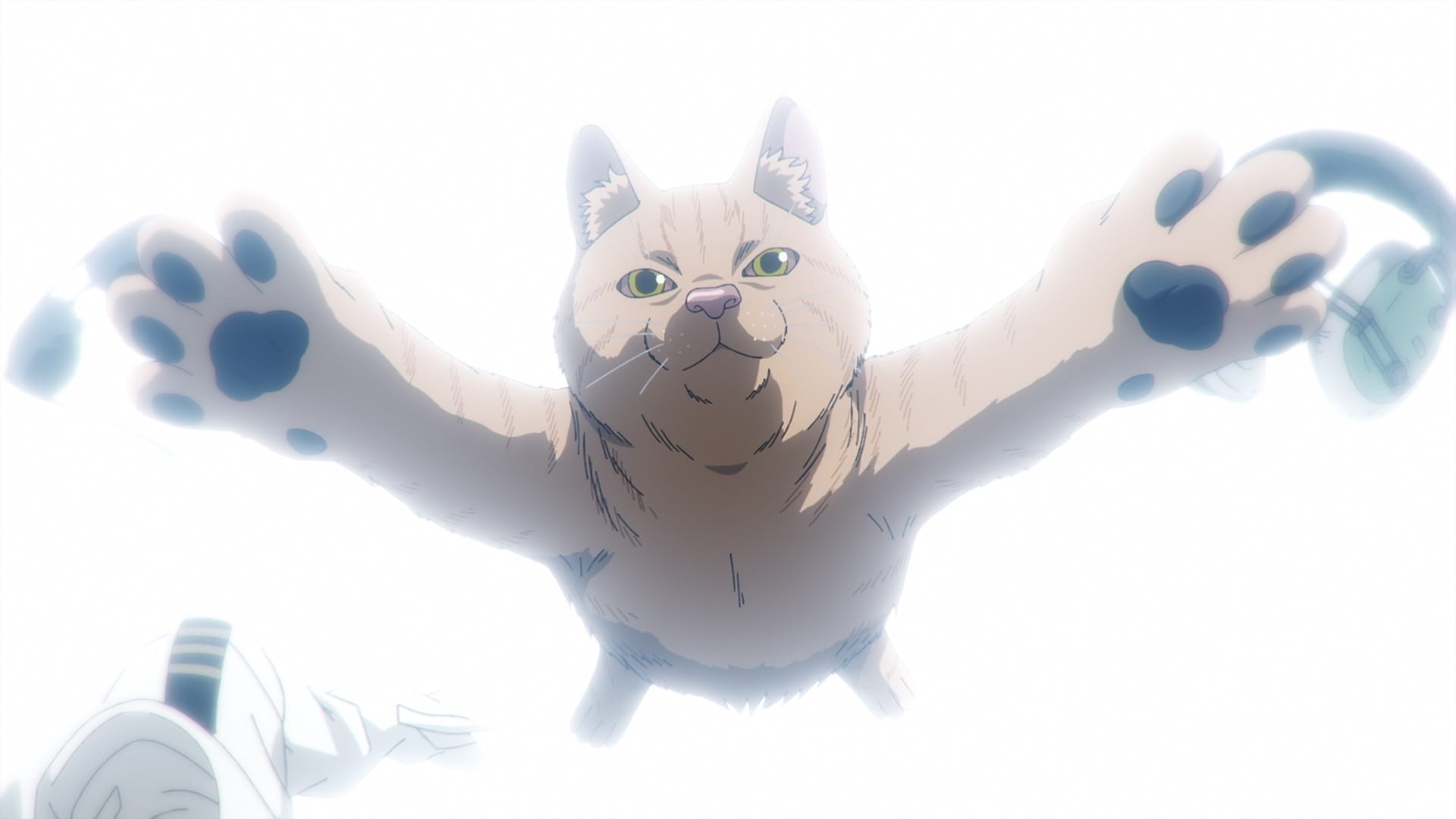 アニメ Nekobserver Lampcat one for all | Lampcat | sasanekomaru