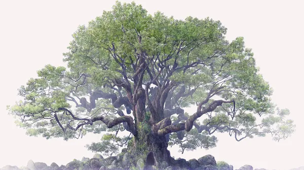 Image for The Keeper of the Camphor Tree Novel Gets Anime Movie Adaptation by A-1 Pictures
